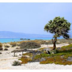 Chrissi island - Kreta zonvakantie - strand. bron: trekearth.com