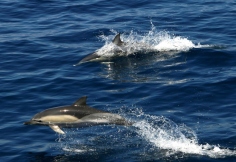 delfinia santorini zonvakantie