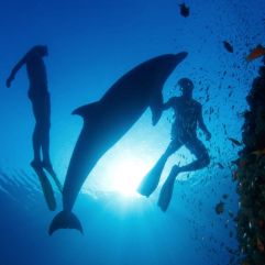 Diving with dolphins santorini zonvakantie duiken snorkelen