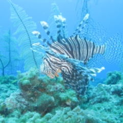 Lionfish griekenland spotten tijdens je zonvakantie duiken en snorkelen