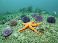 Starfish santorini zonvakantie onderwaterwereld snorkelen duiken