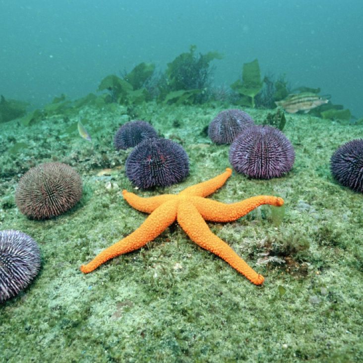 Starfish santorini zonvakantie onderwaterwereld snorkelen duiken